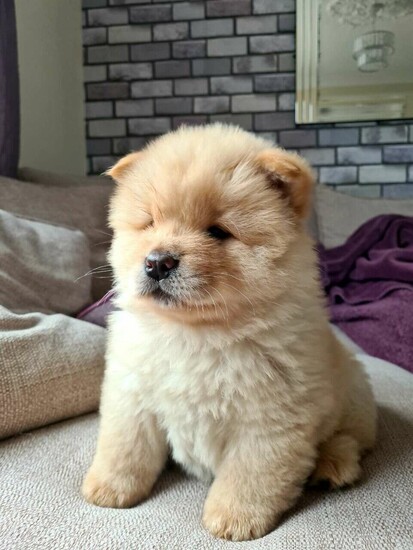 Beautiful Chow Chow puppies  2
