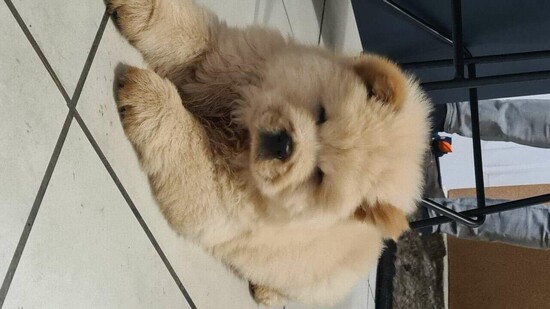 Beautiful Chow Chow puppies  1