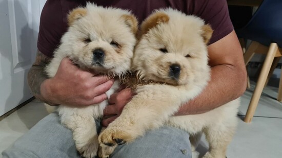 Beautiful Chow Chow puppies  0