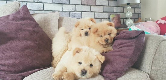 Beautiful Chow Chow puppies  3
