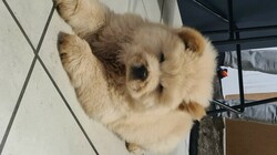 Beautiful Chow Chow puppies thumb 2