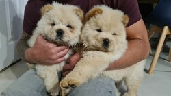 Beautiful Chow Chow puppies thumb 1