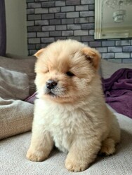 Beautiful Chow Chow puppies thumb 3