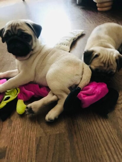 Lovely Pug puppies   1