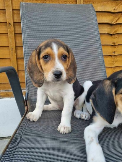 Pedigree Beagle puppies  0
