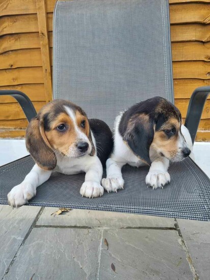 Pedigree Beagle puppies  2
