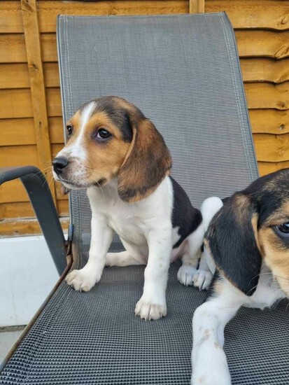 Pedigree Beagle puppies  1