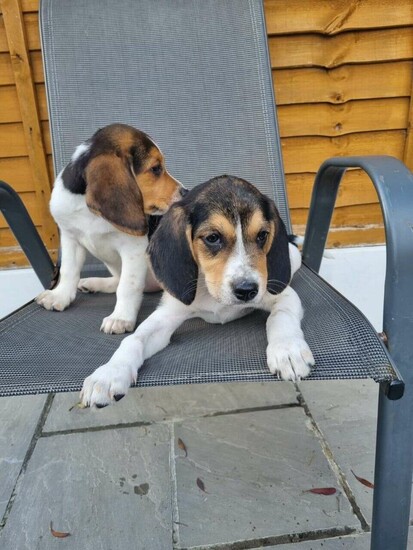 Pedigree Beagle puppies  3