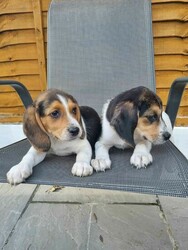 Pedigree Beagle puppies thumb 3