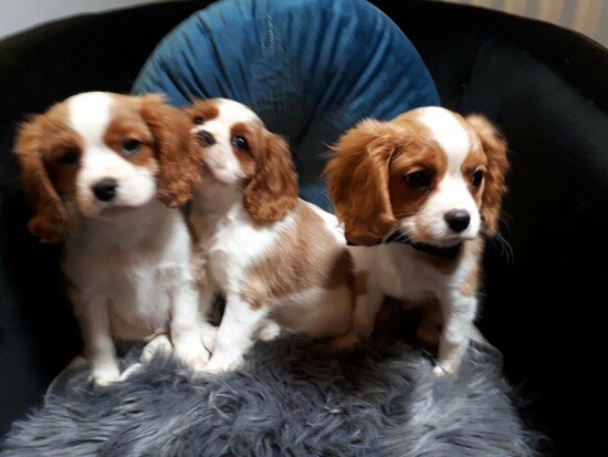 Cavalier King Charles puppies  0