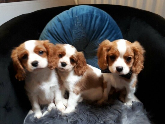 Cavalier King Charles puppies  1