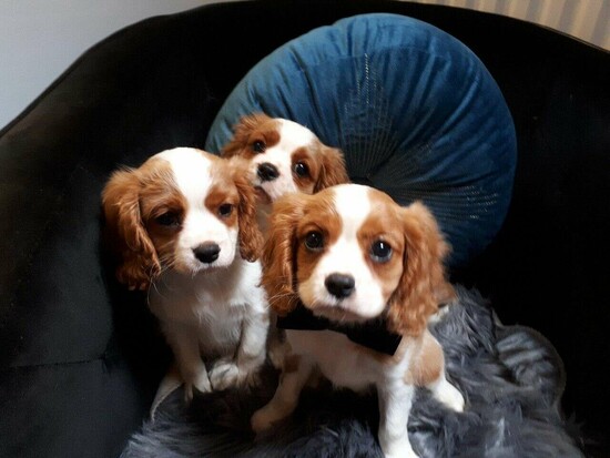 Cavalier King Charles puppies  3