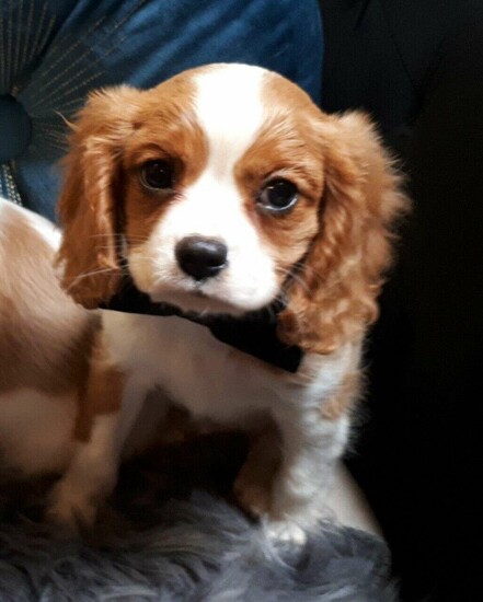 Cavalier King Charles puppies  2