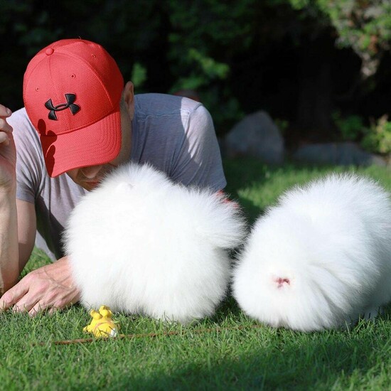 Cute Pomeranian Puppies  0