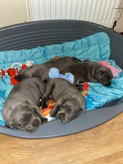 Staffordshire Bull Terrier puppies  1