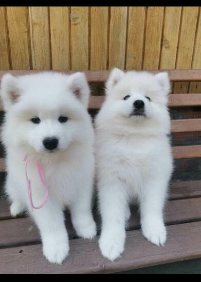 Amazing Samoyed Puppies  1