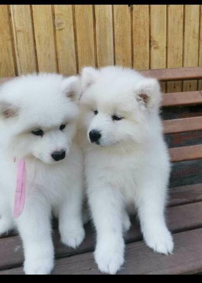 Amazing Samoyed Puppies  0