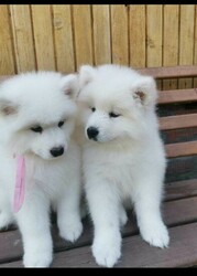 Amazing Samoyed Puppies thumb 1