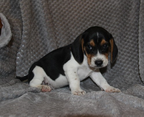 Beagle Puppies Available  0