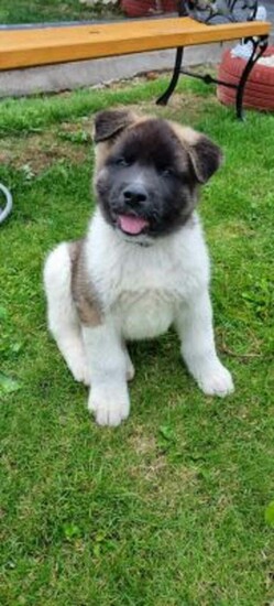 Akita Puppies for Sale  0