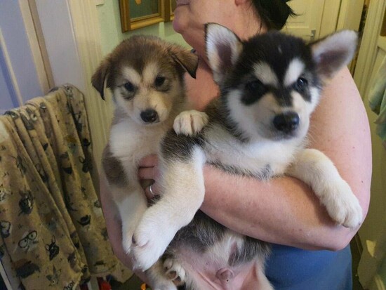 Alaskan Malamute Puppies +447440524997  0