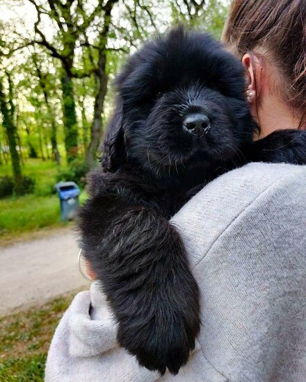 Ready Now Kc Registered Newfoundland Puppies  0