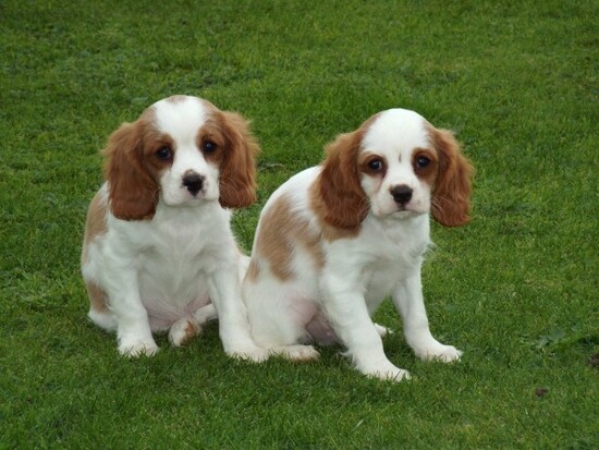 Cavalier King Charles Spaniel Puppies  0