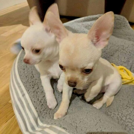 Chihuahua Puppies  0