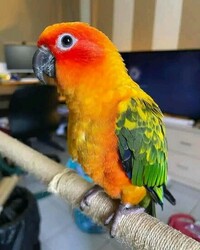 Parrot thumb 2