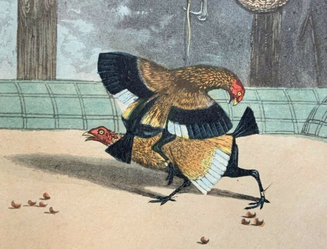 19thc Antique Sporting Fighting Cocks Coloured Engraving Plate N05 1853  4