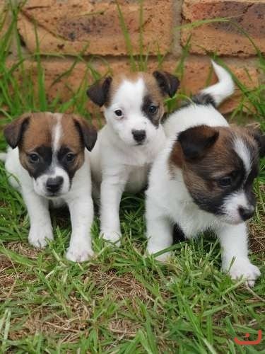 Cute Jack Russell puppies for sale  0