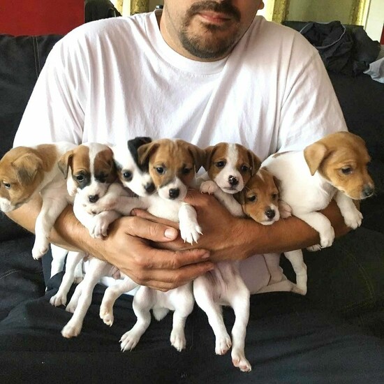  Cute Jack Russell puppies for sale  0