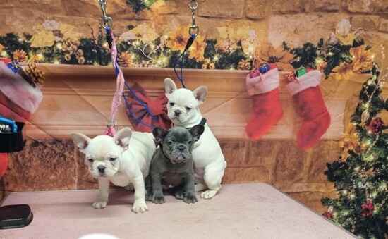  Fantastic French bulldog puppies for sale  0