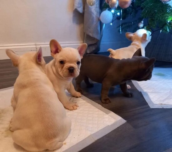 Fantastic French bulldog puppies for sale  0