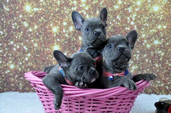 Fantastic French bulldog puppies for sale  0