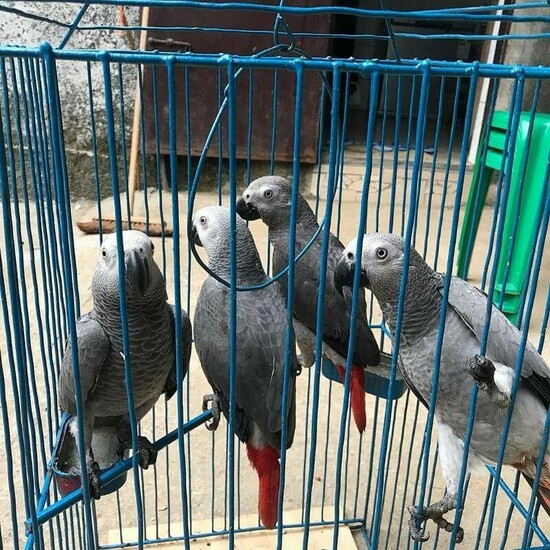 African Grey Congo Grey parrots hand tamed Talking birds Psittacus erithacus  2