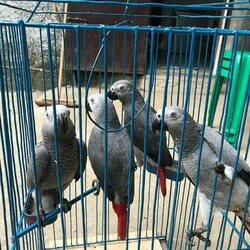 African Grey Congo Grey parrots hand tamed Talking birds Psittacus erithacus thumb 3
