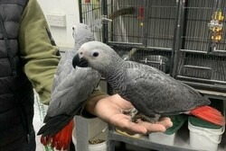 African Grey Congo Grey parrots hand tamed Talking birds Psittacus erithacus thumb 8