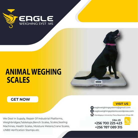 Animal Bench weighing scales in Kampala Uganda  0