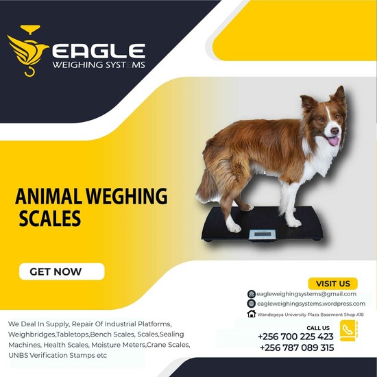 Heavy duty Animal weighing scales in Kampala Uganda  0