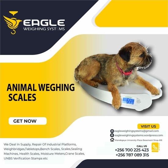 Cattle animal Platform Weighing Scale company in Kampala Uganda  0