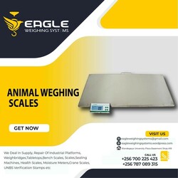 Animal Scales Mechanical Bench Weigh Scales in Kampala Uganda