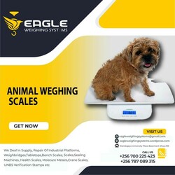 Animal High Accuracy Bathroom weighing scales in Kampala Uganda