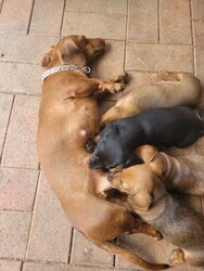 Mini dachshund puppies ready for sale