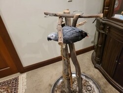 African grey prrots for sale
