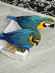 11months blue and gold macaw parrots for sale