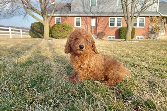 Toy Poodle Puppies for sale  2