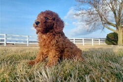 Toy Poodle Puppies for sale thumb 1