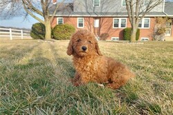 Toy Poodle Puppies for sale thumb-123172
