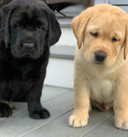 Male and Female Labrador Puppies   0
